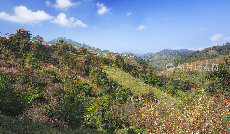 泰国清莱的Doi Mae Salong茶园美丽的日出